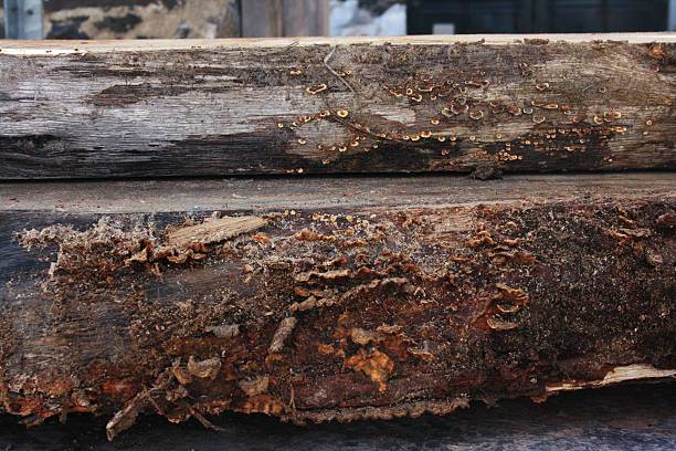 Old wooden slabs with fungus growth on them